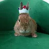 Örnek Resim