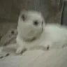 Örnek Resim