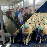 Örnek Resim