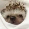 Örnek Resim