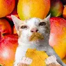 Örnek Resim