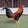 Örnek Resim