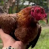 Örnek Resim