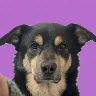 Örnek Resim