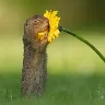 Örnek Resim