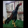 Örnek Resim