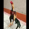 Örnek Resim