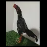 Örnek Resim
