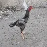 Örnek Resim