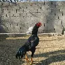 Örnek Resim