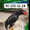 Örnek Resim