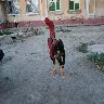 Örnek Resim