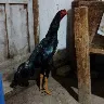 Örnek Resim