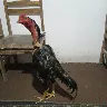 Örnek Resim