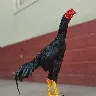 Örnek Resim