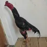 Örnek Resim