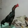 Örnek Resim