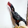 Örnek Resim