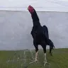 Örnek Resim