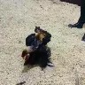 Örnek Resim