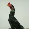 Örnek Resim