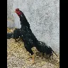 Örnek Resim